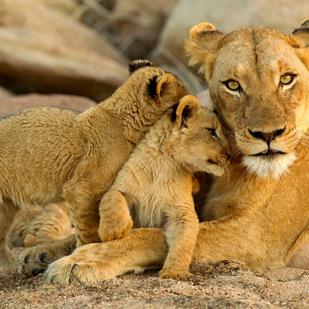 kruger-national-park-lions – Laurentina Viaggi srl